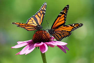 Two Monarch butterflies on a flower.