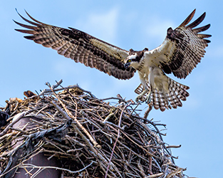 Osprey landing in a nest.