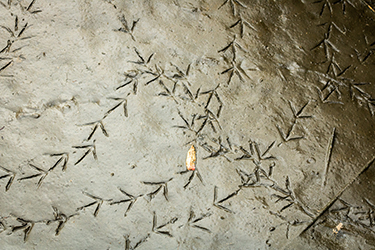 Wetland Bird Tracks