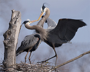 Great Blue Heron