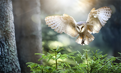 Barn Owl