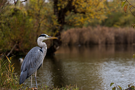 Blue Heron in wetlands.