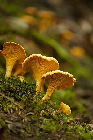 Mushrooms growing out of moss.