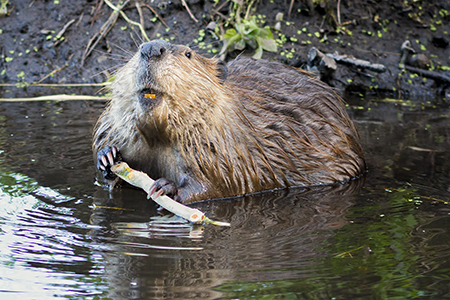 Beaver in the water.