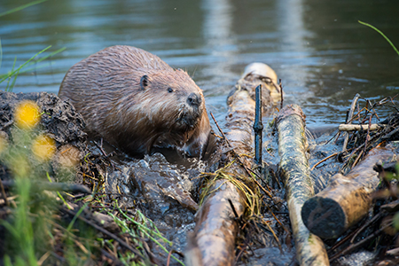 Beaver in water.