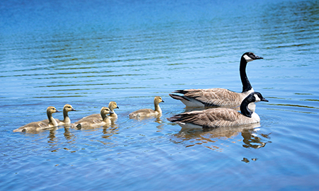 Family of geese.