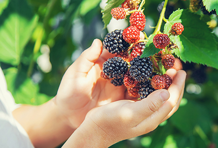 Child holding handful of black berries.