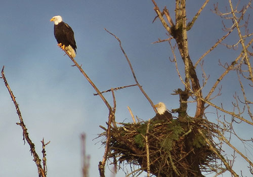 Two eagles at their nest at Jackson Bottom Wetlands Preserve