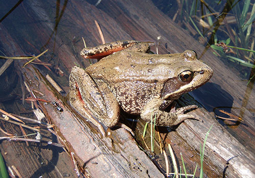 A frog sits on a log at the Jackson Bottom Wetlands Preserve