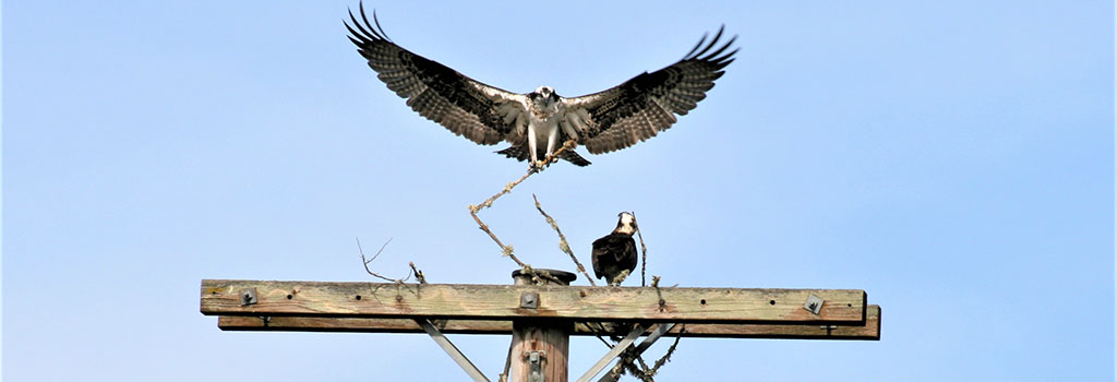 Bird of prey on top of pole