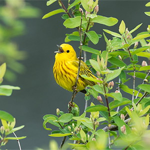 A Warbler bird on a branch.