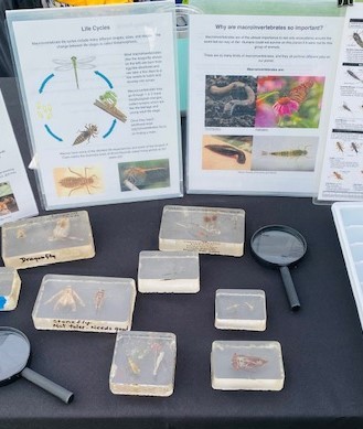 Table display with bugs, magnifying glasses, and information