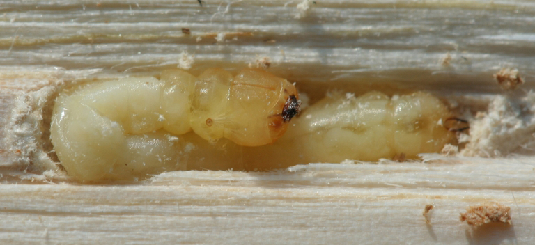 pupa