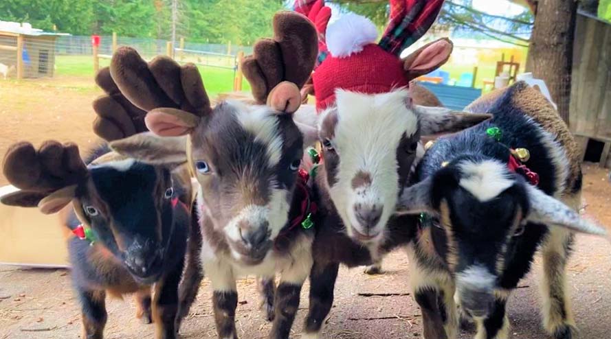 Baby Goats at Winter Wonderland.