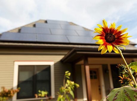 Sunflower blooms in front of a residential home equipped with solar panels