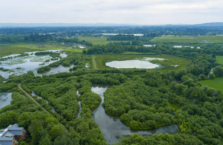 Taking Care of Hillsboro's Trees