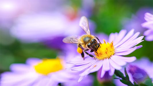 Bee on a purple flower.