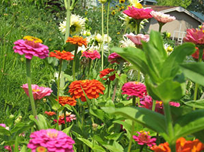 Zinnias close up