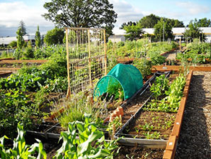 Sonrise Community Garden