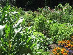 Dense garden plot