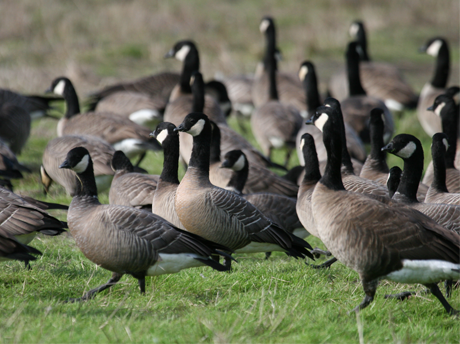 Avian Flu in Oregon: Get the Facts