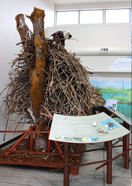 Eagles Nest on Display in Nature Center