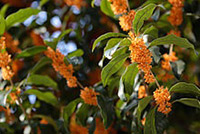 Image of Fukuroi Town Tree - Sweet Osmanthus