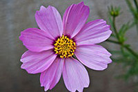 Image of Fukuroi Flower -  Garden Cosmos