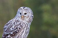 Image of Ural Owl