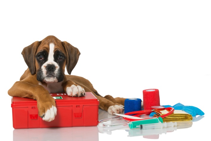 Photo of puppy with first aid kit