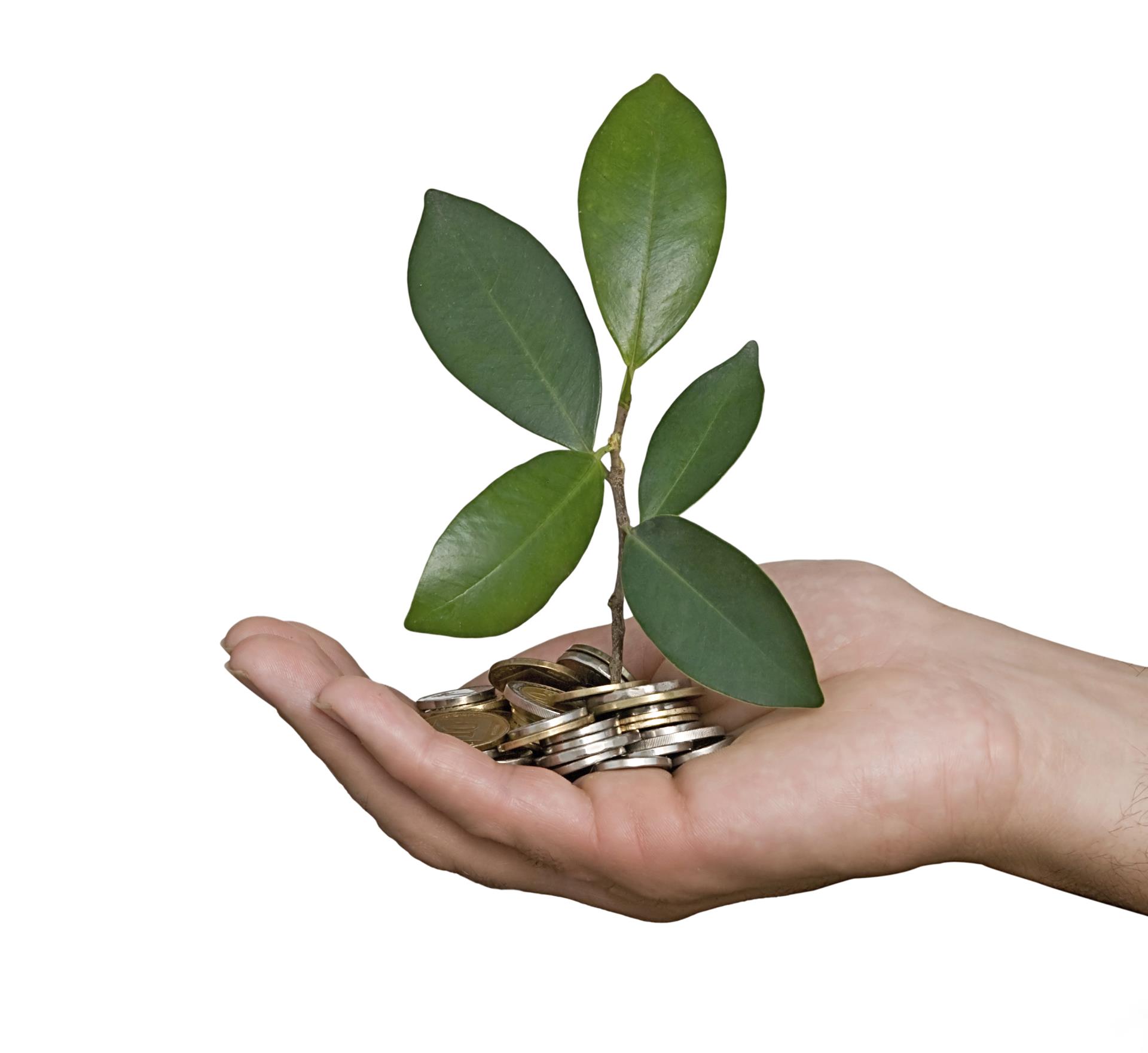 Image of a hand holding a small plant.